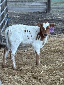 Locked N Loaded X Lucille 26 Heifer