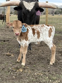 Drop It Like It’s Hot X Sniperess 26 Bull