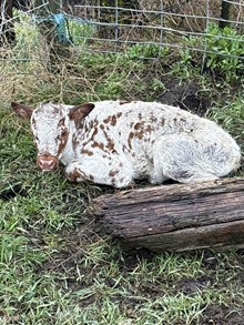 Locked N Loaded X Sitka 26 Heifer