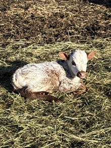 Double Shot X Speckles 26 Heifer