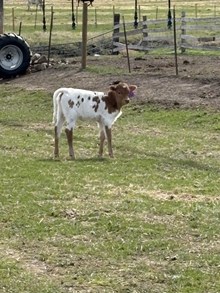 Drop It Like Its Hot X Clearly A Cowgirl 26 Heifer