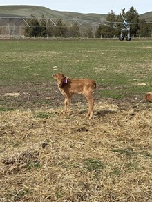 Drop It Like It’s Hot X Lady Stroke 26 Heifer