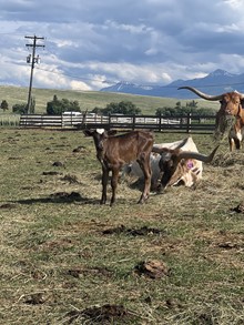 Lady Bailee 23 Heifer