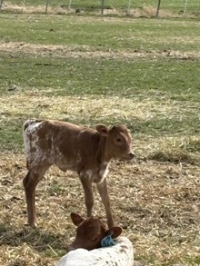 Drop It Like Its Hot X Draggin the Win 26 Heifer