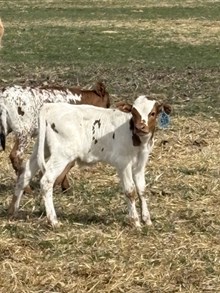 Locked N Loaded X Winnie So 26 Bull