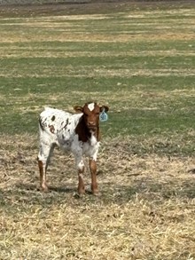 Locked N Loaded X Palomina 26 Bull