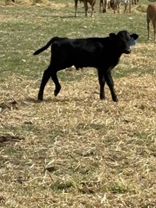 King Midas X Iron Wine 26 Bull