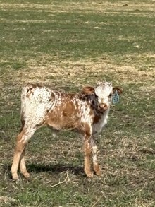 Double Shot X Queen Chrome 26 Bull