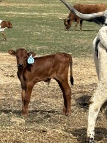 Reckon So X Misty Happiness 26 Bull