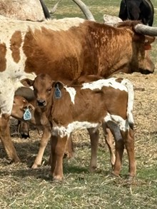 King Midas X Shy White Girl 26 Bull