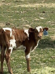 Reckon So X Iron Maiden 26 Bull