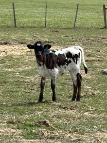 Locked N Loaded X Top Wind 26 Bull