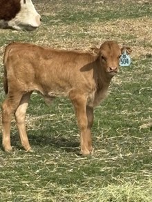 Locked N Loaded X Opal 26 Bull