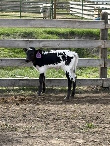 Drop It Like It’s Hot X Tears of a Clown 26 Heifer