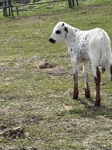 Locked N Loaded X Blue Wind 26 Bull