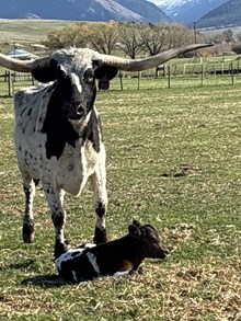 Drop It Like It’s Hot X Top Notch 26 Bull