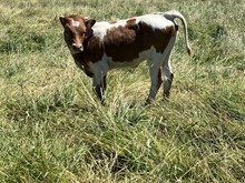 Queen Bomber 23 Heifer