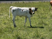 Charlotte 23 Heifer