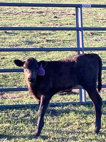 Dirty Jacket X Pepper Chex 24 Heifer