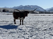 ALLENS LETS TWIST AGAIN