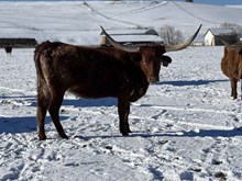 RR Draggin In The Win