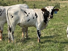 Honey Dew 23 Bull