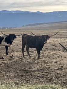 50 Strikes of Lightning