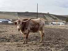 RR TEMPTERS TUFF COWGIRL