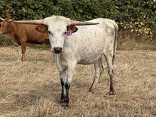 Heifer 307